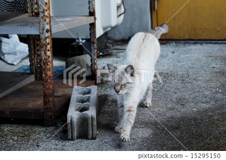 Cat Cat 15295150