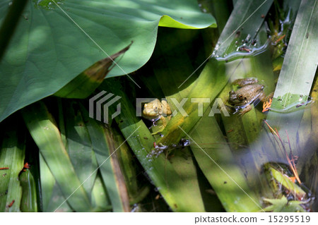 A frog A frog 15295519