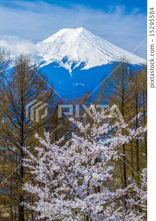 Fuji and cherry blossoms 15295584