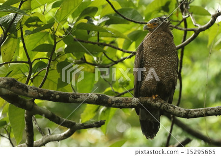 Living beings Birds Common reef, the main of Kotodayama in light rain. A little crown stands Living beings Birds Common reef, the main of Kotodayama in light rain. A little crown stands 15295665