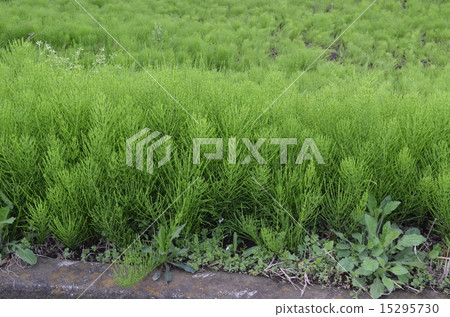 Horsetail 15295730
