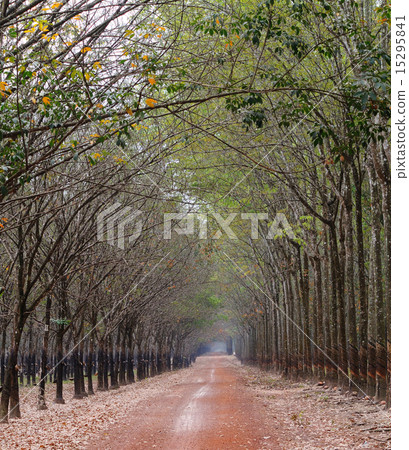 Early morning view in rubber tree forest 15295841