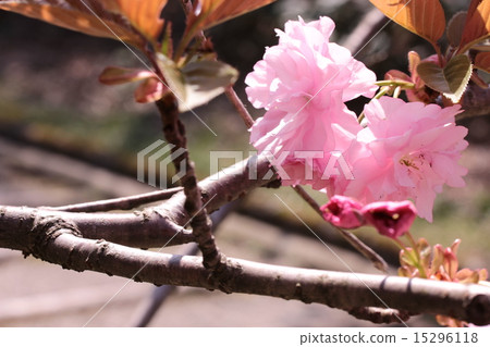 Double cherry blossoms 15296118