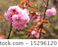 Double cherry blossoms 15296120