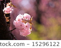 Double cherry blossoms 15296122