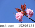 Double cherry blossoms 15296123