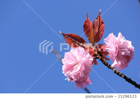 Double cherry blossoms Double cherry blossoms 15296123