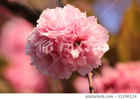 Double cherry blossoms 15296124