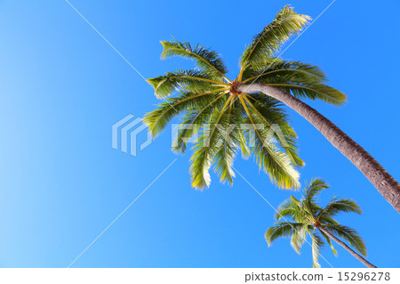 Blue sky and palm tree 15296278