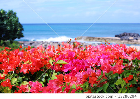 Bougainvillea and the sea Bougainvillea and the sea 15296294