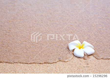 Plumeria and water 15296296