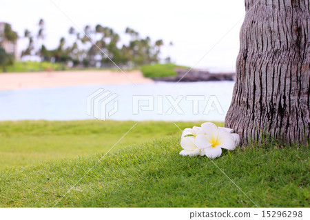 Plumeria Plumeria 15296298