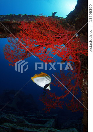 Spiny butterfly and isobana Spiny butterfly and isobana 15296390