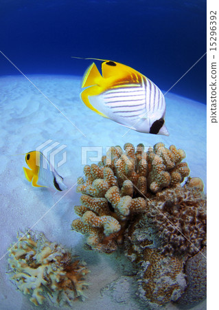 Spiny butterfly 15296392