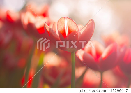 Tulip flowers with bokeh 15296447