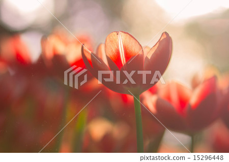 Tulip flowers with bokeh 15296448