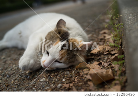 Relaxing naughtiness cat 15296450