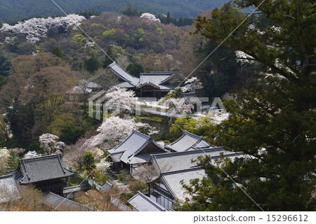 Spring Hase-dera (overhead view) / Sakurai City, Nara Prefecture Spring Hase-dera (overhead view) / Sakurai City, Nara Prefecture 15296612