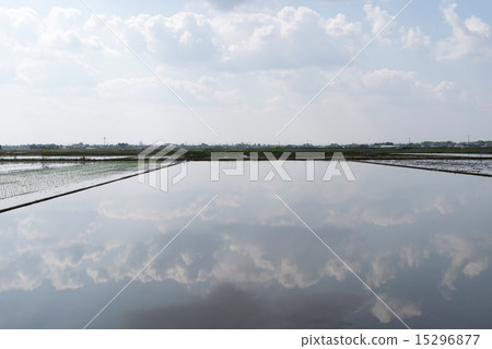 Paddy field 2 before rice planting 15296877