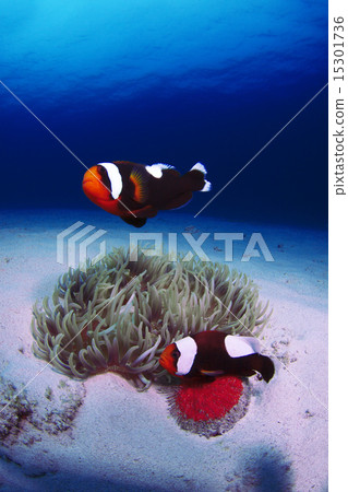 Touaka Anemonefish Touaka Anemonefish 15301736
