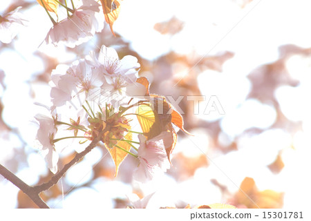櫻花_ 01的開花形象 15301781