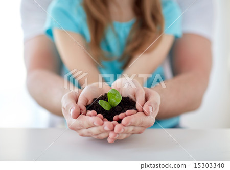 close up of father and girl hands holding sprout 15303340