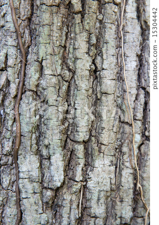 tree trunk bark texture tree trunk bark texture 15304442