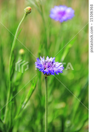 Yagurumagiku Yagurumagiku 15306368