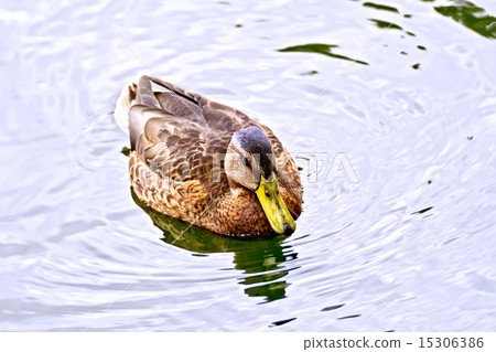 Duck wild in the pond water Duck wild in the pond water 15306386