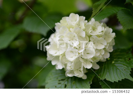 奧德馬里6 15306432