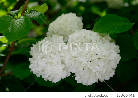 Oedemari 15 15306441
