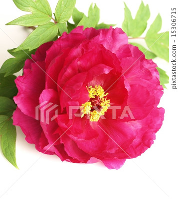 白色背景中的紅色牡丹花 15306715