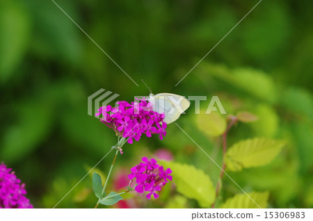 先生根 先生根 15306983