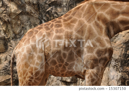 Giraffe body skin, patter and texture Giraffe body skin, patter and texture 15307150
