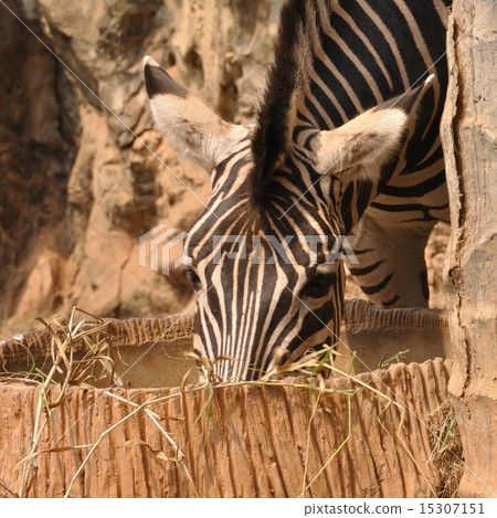 Zebra eating dry grasses in public zoo 15307151