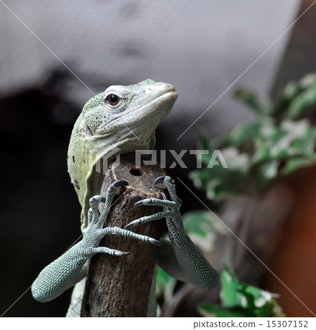 Green Tree Monitor climbing branch 15307152