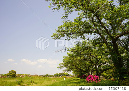 Heijokyo fresh green 15307418