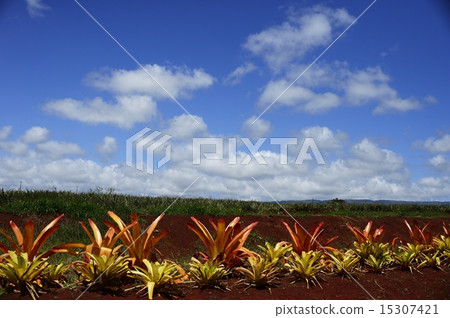 Pineapple field Pineapple field 15307421