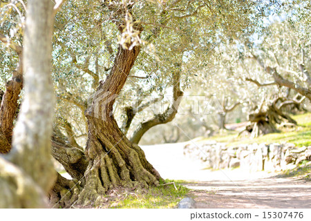 橄欖油田 15307476