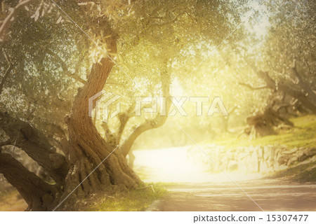 橄欖油田 15307477