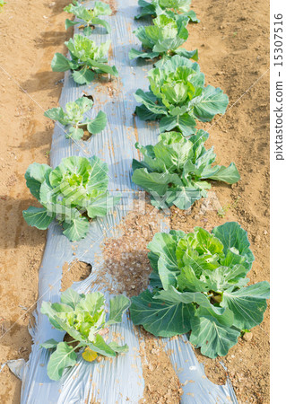 Cabbage field Cabbage field 15307516