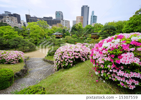 杜鵑花盛開的Aiku-en Garden日本花園 15307559