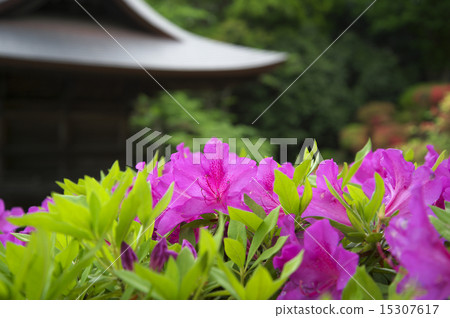 杜鵑花和新鮮的綠色 杜鵑花和新鮮的綠色 15307617