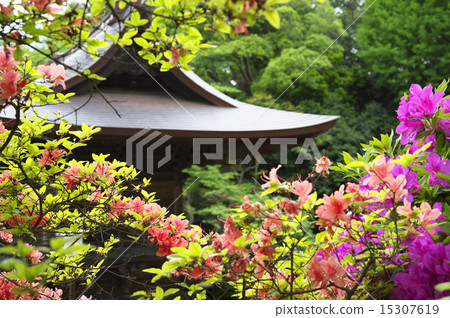 Azalea and fresh green Azalea and fresh green 15307619