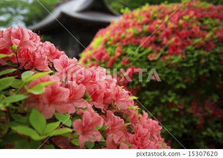 Azalea and fresh green Azalea and fresh green 15307620