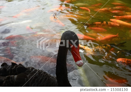 A black bird A black bird 15308130