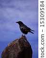 烏鴉 15309584