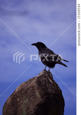 烏鴉 15309584