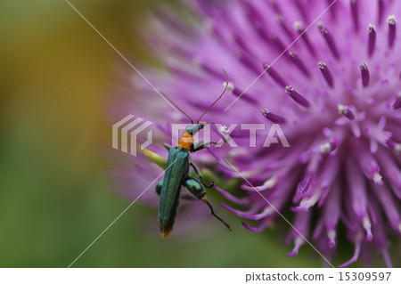 Kimono insect kimnokamikiri Mododus, Hanakami Kamikiri is not. Because it is toxic, do not grab Kimono insect kimnokamikiri Mododus, Hanakami Kamikiri is not. Because it is toxic, do not grab 15309597