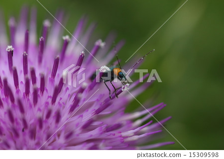 Kimono insect kimnishikami modduki, I am eager to eat Iriomote thistle pollen 15309598